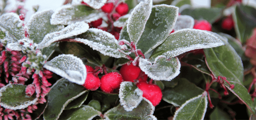 So machen Sie Ihren Garten winterfest!