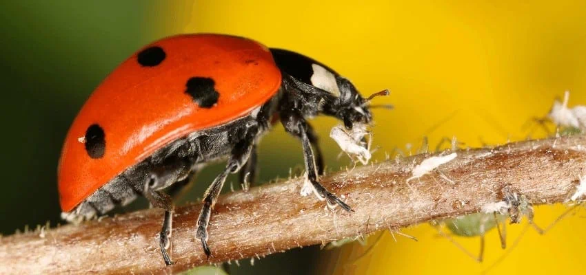 Biologische Schädlingsbekämpfung mit Nützlingen