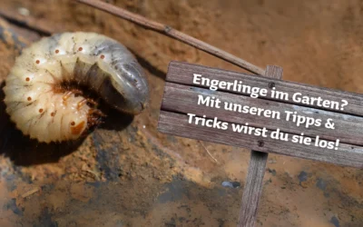 Engerlinge im Garten? Mit unseren Profi-Tipps bekommt ihr sie in den Griff!