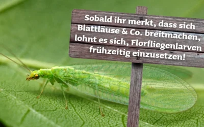 Blattläuse, Thripse & Co.? Kein Problem für Florfliegenlarven!