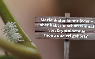 🐞 Marienkäferlarven – Die hungrigen Helfer gegen Woll- und Schmierläuse