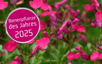 2025 – Rosalie Honeybee