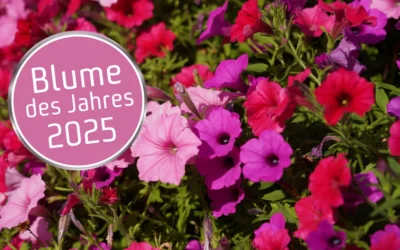 2025 – Flotter Dreier