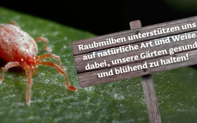 Kleine Räuber, große Wirkung: Raubmilben im Garten!