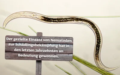 🪱 Nematoden: Die unsichtbaren Helfer für einen gesunden Garten
