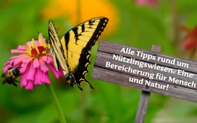 Nützlingswiesen richtig aussäen – Der perfekte Zeitpunkt & die besten Tipps!